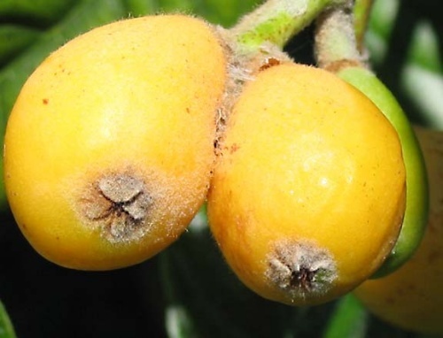 Quả[-]sơn[-]trà[-]dài[-]khoảng[-]5[-]cm,[-]đường[-]kính[-]khoảng[-]4[-]cm.[-]Loại[-]quả[-]này[-]có[-]nguồn[-]gốc[-]từ[-]vùng[-]đông[-]bắc[-]trung[-]quốc.